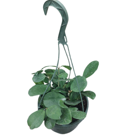 Obovata
